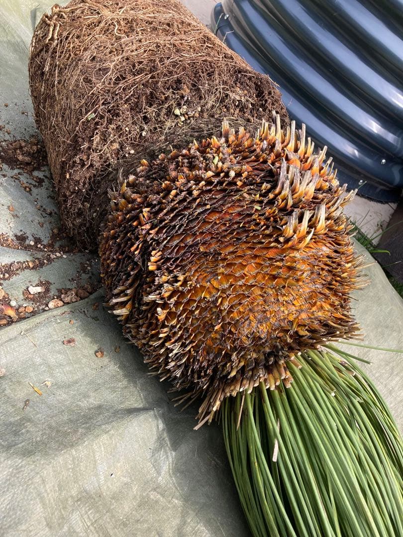 耐寒性ダシリリオン　ロンギシマム大株◇南国ドライガーデン　アガベ ユッカ　ヤシ