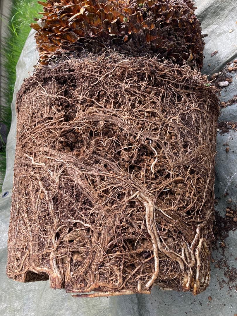 耐寒性ダシリリオン　ロンギシマム大株◇南国ドライガーデン　アガベ ユッカ　ヤシ