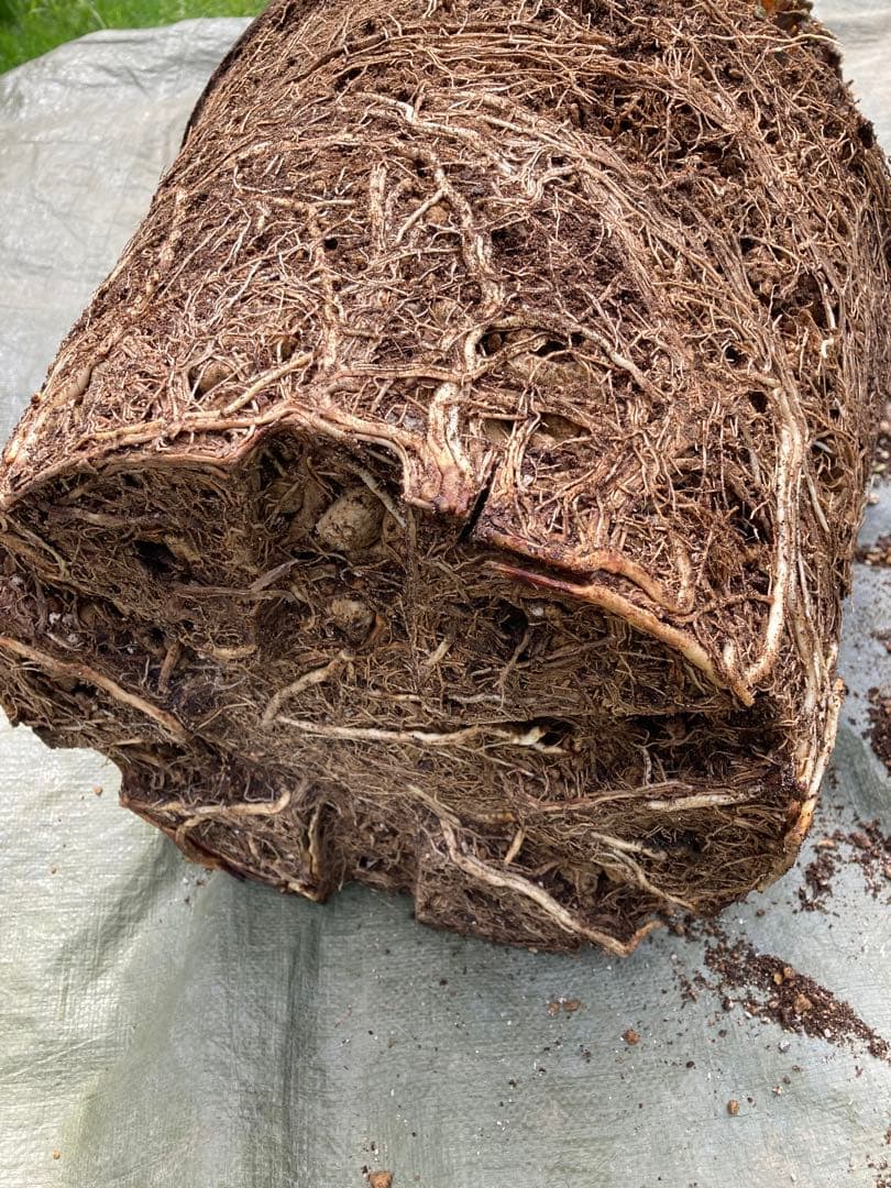 耐寒性ダシリリオン　ロンギシマム大株◇南国ドライガーデン　アガベ ユッカ　ヤシ