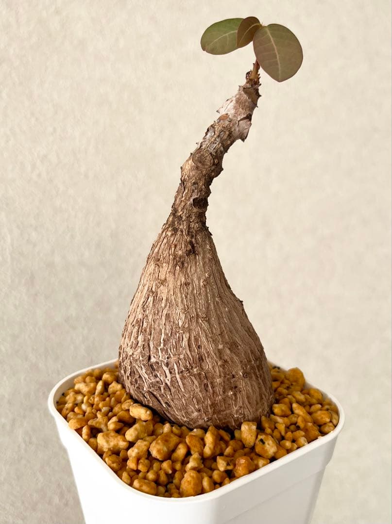 clara4545様 リクエスト 2点 まとめ商品