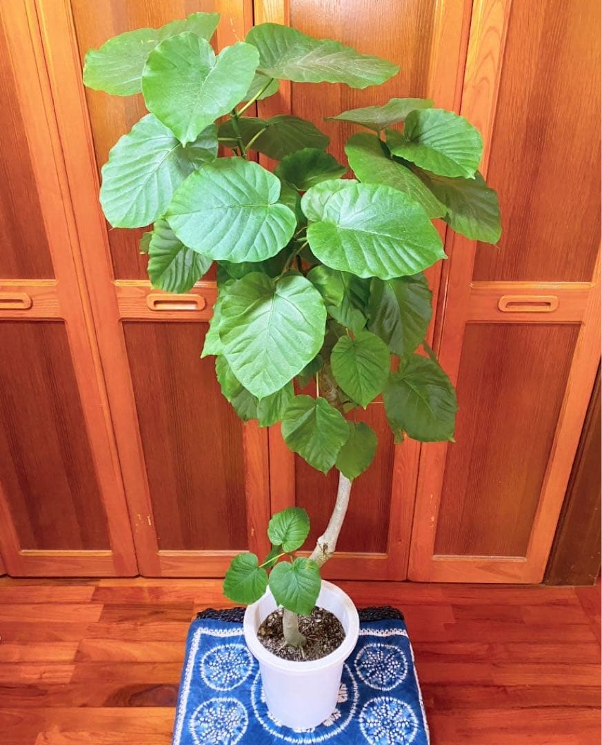 フィカスウンベラータ 8号鉢