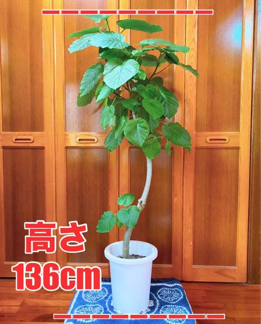 フィカスウンベラータ 8号鉢