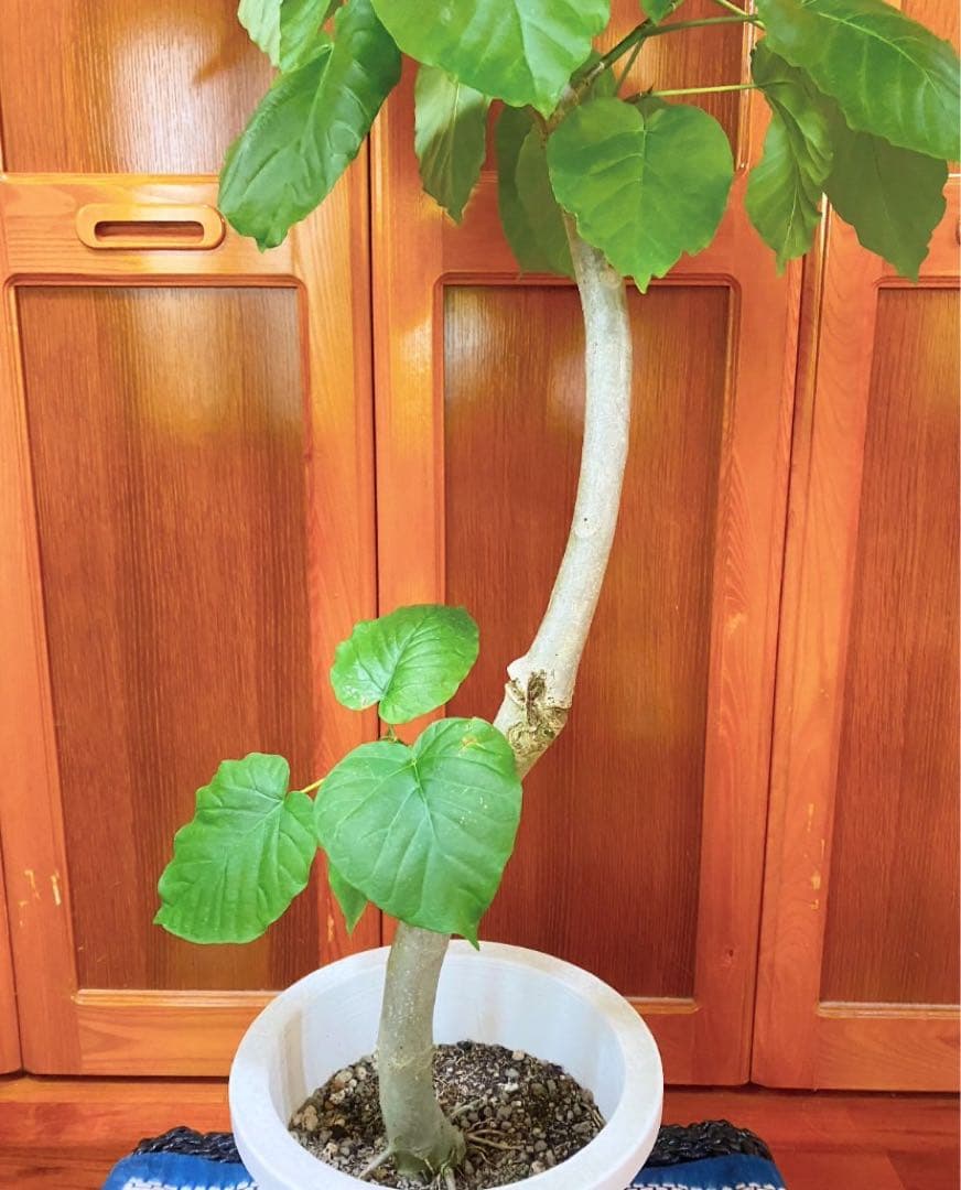 フィカスウンベラータ 8号鉢