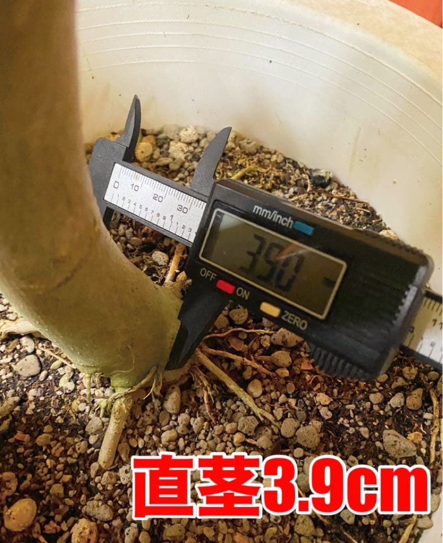 フィカスウンベラータ 8号鉢