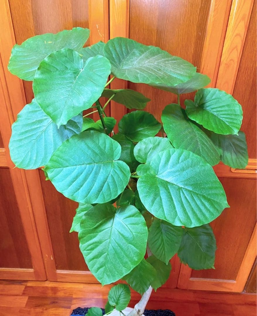 フィカスウンベラータ 8号鉢