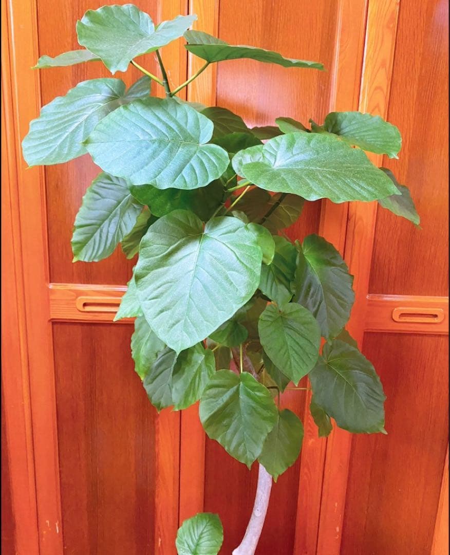 フィカスウンベラータ 8号鉢