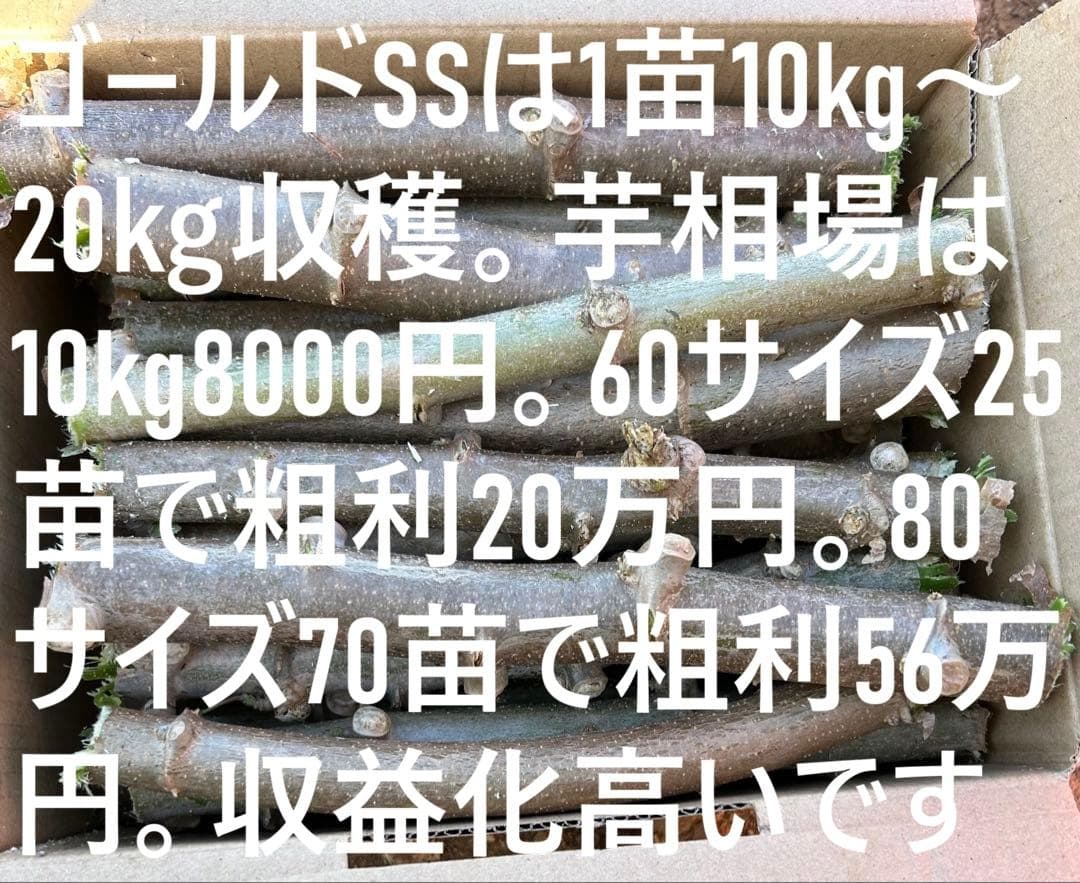 官能的な旨味と甘味。高級種◆キャッサバ・ゴールドSS◆挿し木枝。60サイズ箱満杯