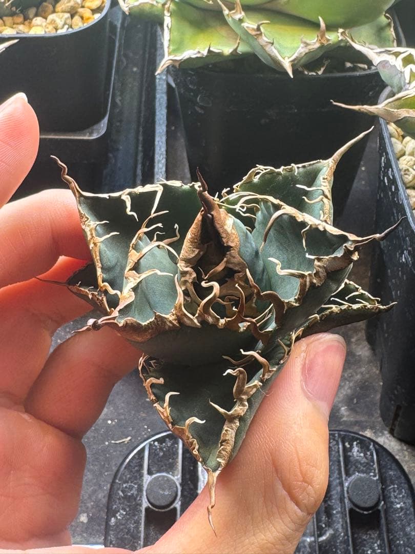 【発根済】アガベ スーパーチタノタ 悪魔くん カクタスグリーン