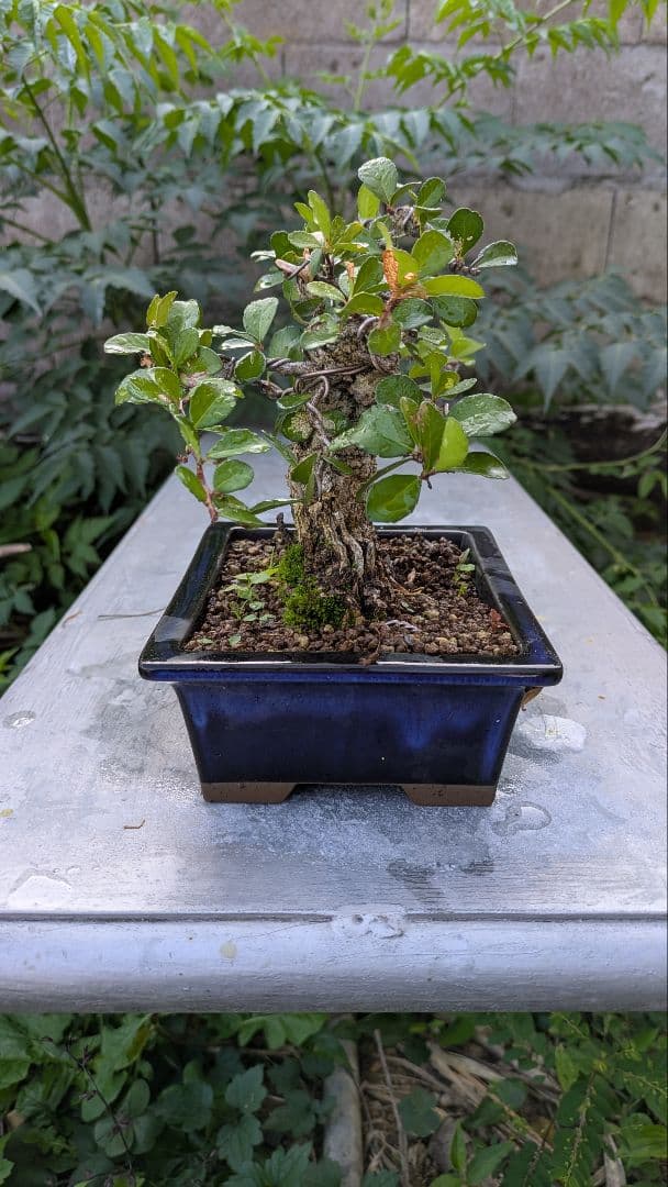 ハリツルマサキ（マッコウ）小品盆栽　荒れ肌