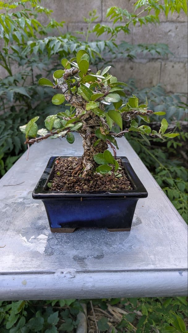 ハリツルマサキ（マッコウ）小品盆栽　荒れ肌