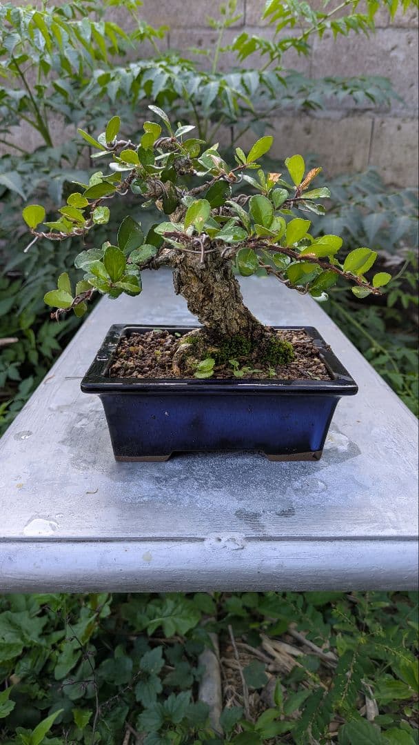 ハリツルマサキ（マッコウ）小品盆栽　荒れ肌