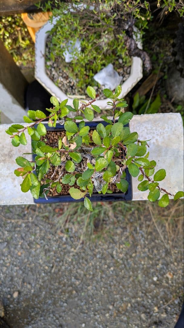 ハリツルマサキ（マッコウ）小品盆栽　荒れ肌