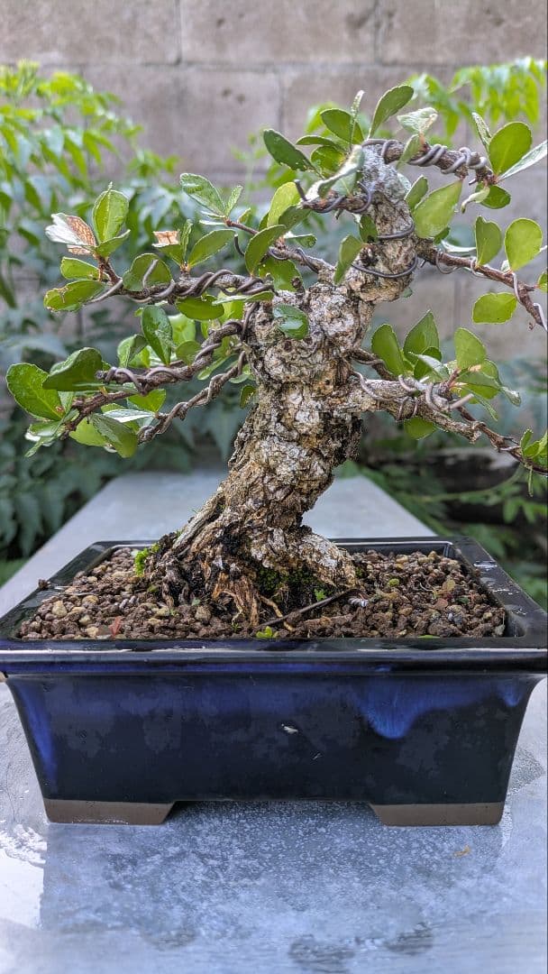 ハリツルマサキ（マッコウ）小品盆栽　荒れ肌