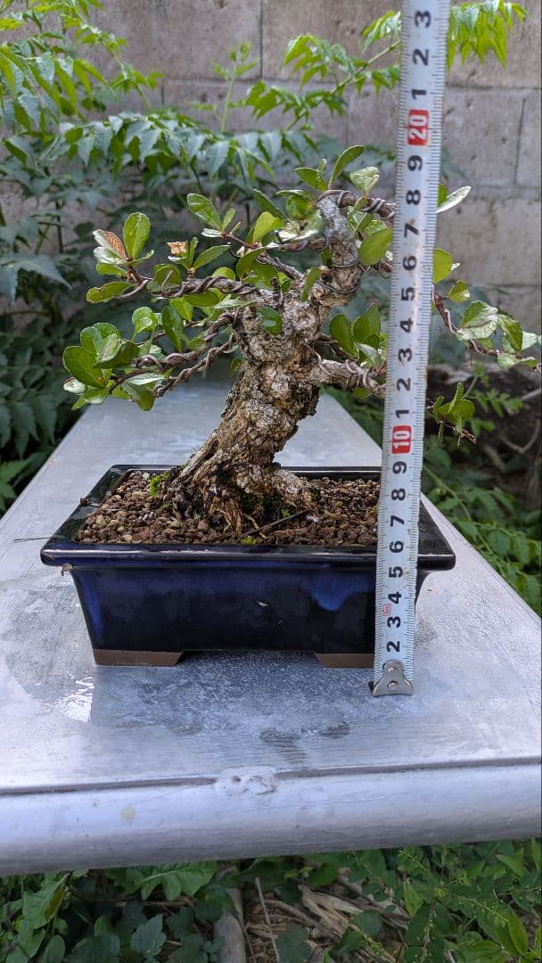 ハリツルマサキ（マッコウ）小品盆栽　荒れ肌