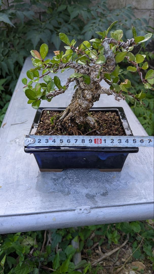 ハリツルマサキ（マッコウ）小品盆栽　荒れ肌