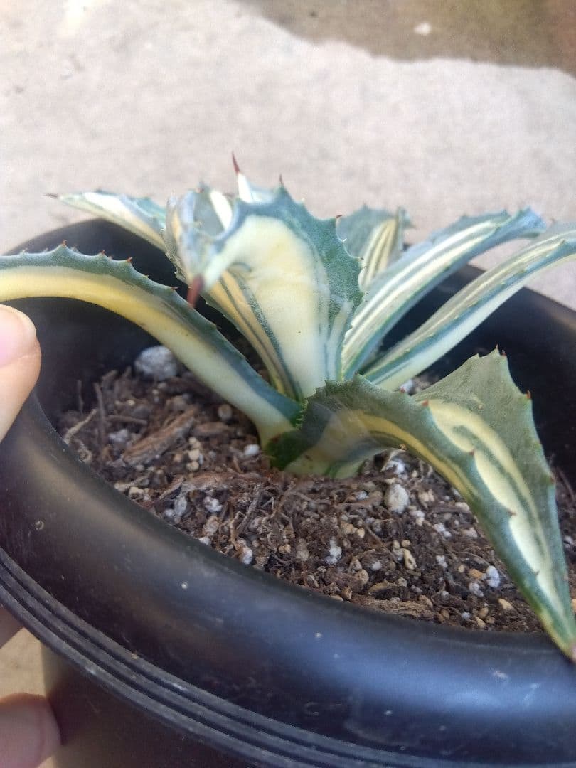 アガベ　アメリカーナ　白縞斑　超斑入り❗　⑧