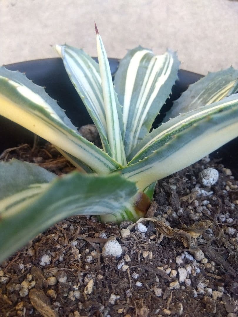 アガベ　アメリカーナ　白縞斑　超斑入り❗　⑧