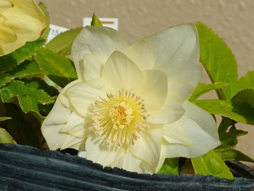 クリスマスローズ dd かぐや姫 グロス系交配フレグランス