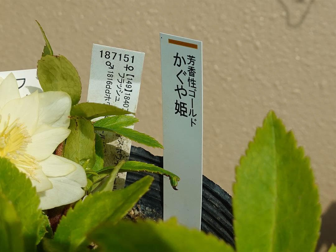 クリスマスローズ dd かぐや姫 グロス系交配フレグランス