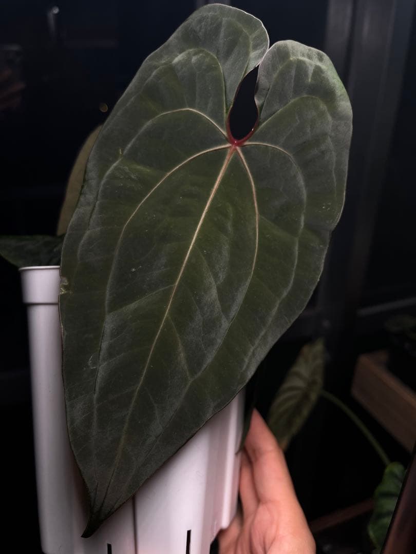 アンスリウム・レッドダークフェニックス 交配種 - メルカリ