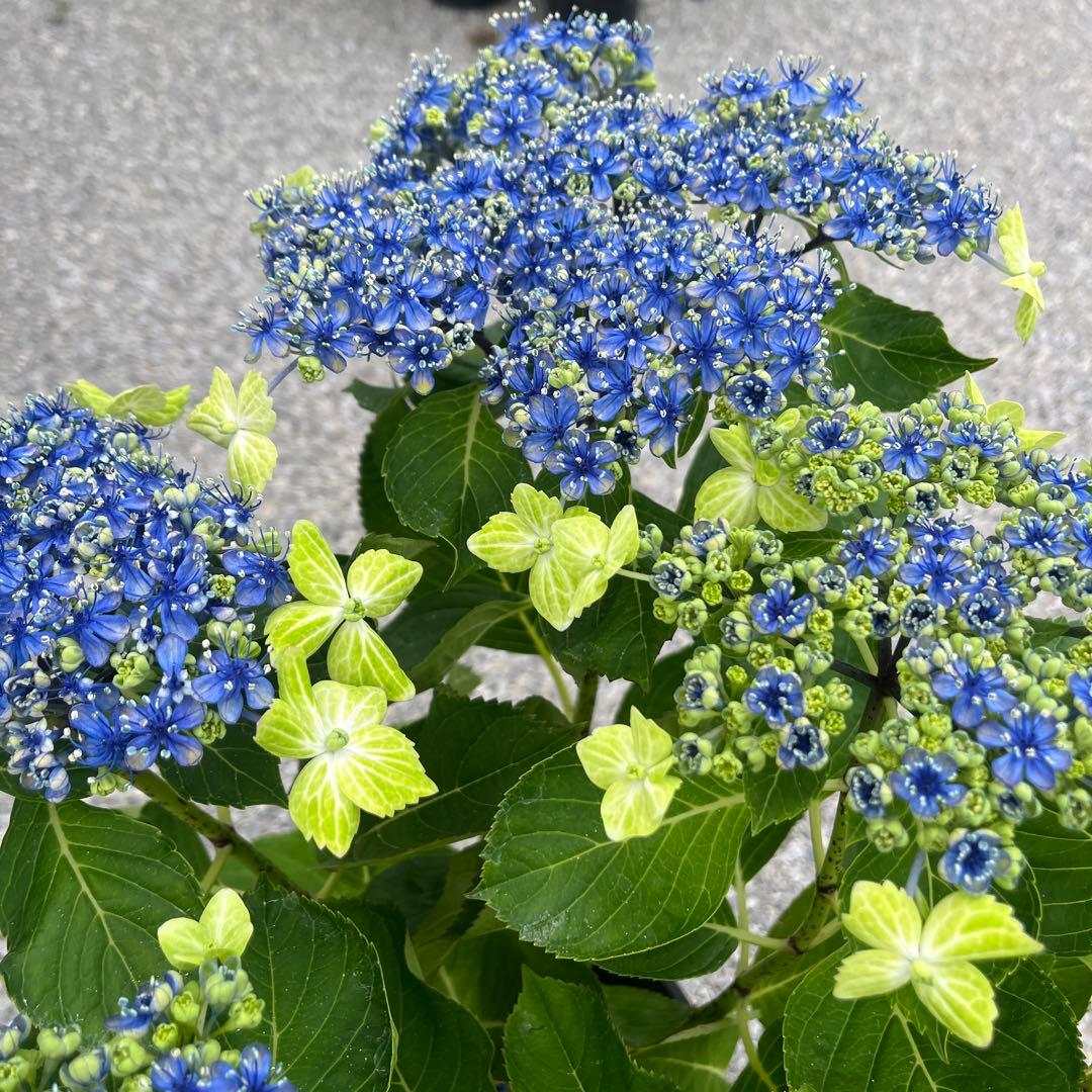 玲雪様専用「新春セール」クリスマスローズ 小苗 かぐや姫×DDオキシ系