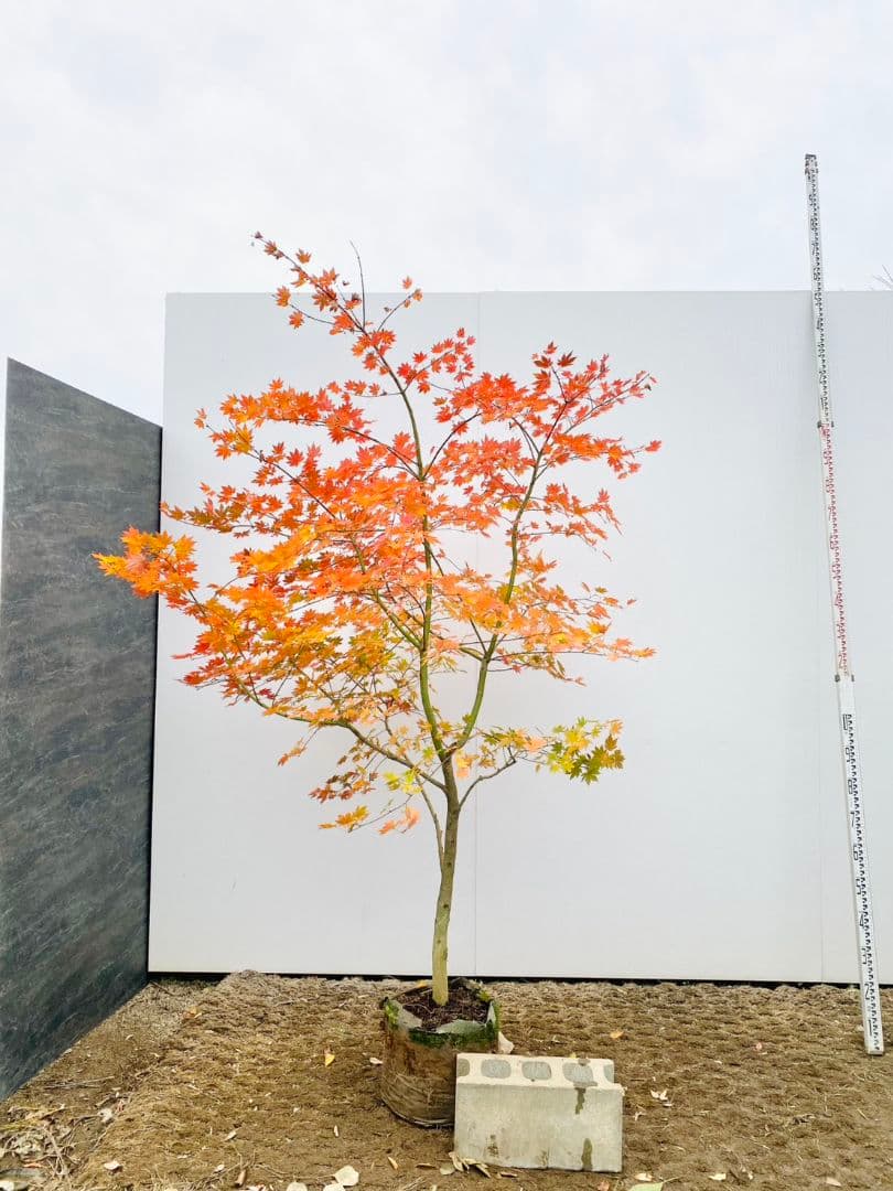 Rikaさん専用　コハウチワカエデ　/875