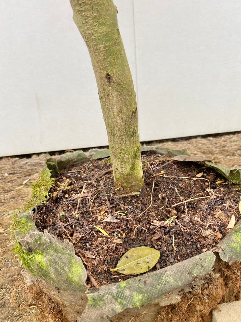 Rikaさん専用　コハウチワカエデ　/875