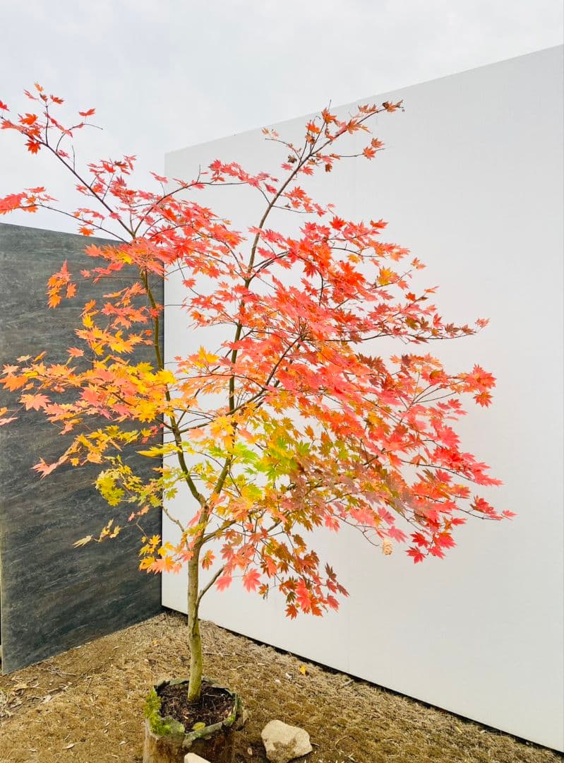 Rikaさん専用　コハウチワカエデ　/875