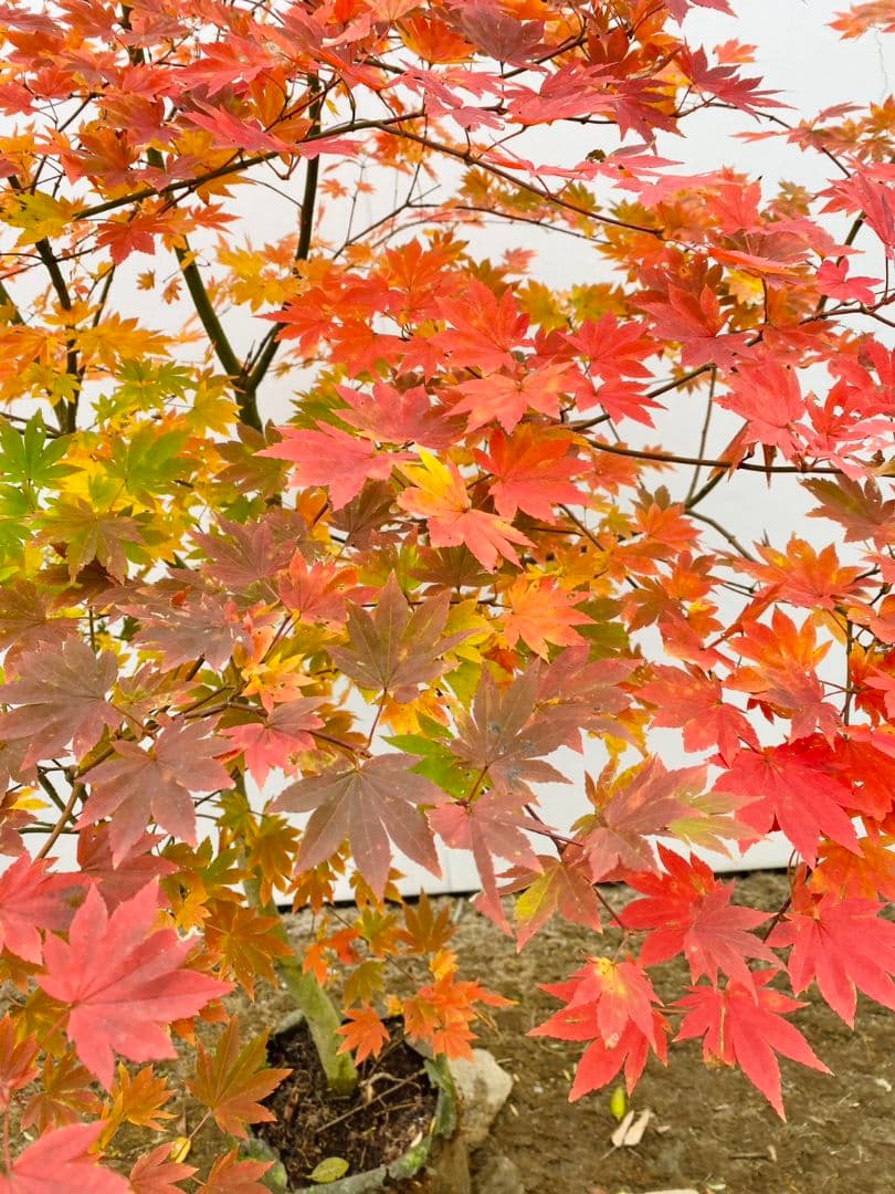 Rikaさん専用　コハウチワカエデ　/875