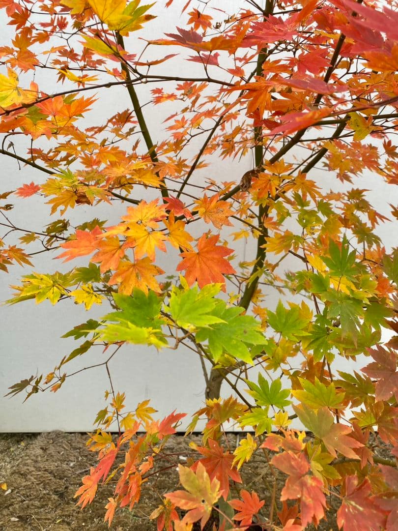 Rikaさん専用　コハウチワカエデ　/875