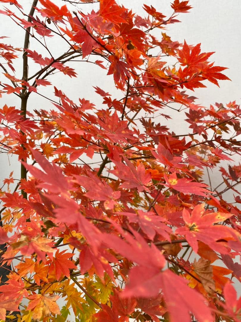 Rikaさん専用　コハウチワカエデ　/875