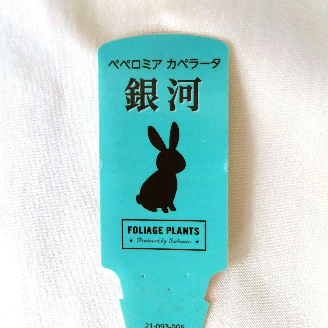 ペペロミア カペラータ 銀河 ☆宅急便コンパクト発送 - メルカリ