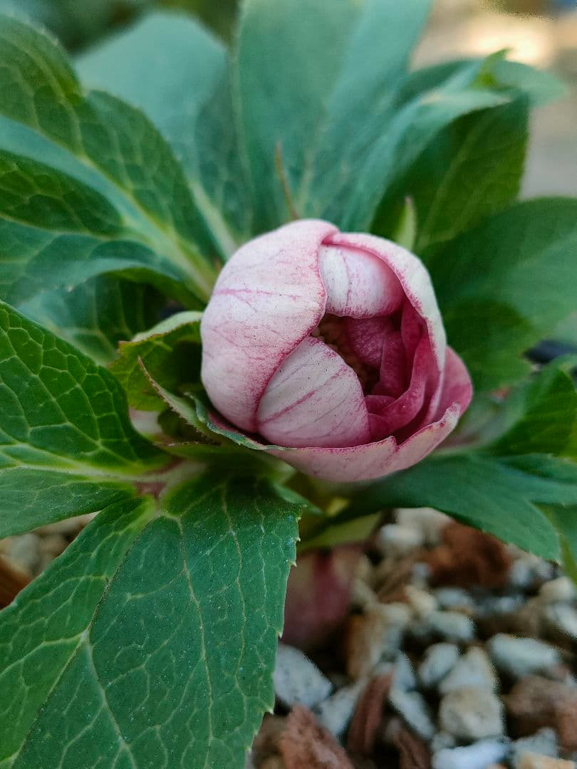 クリスマスローズ　苗