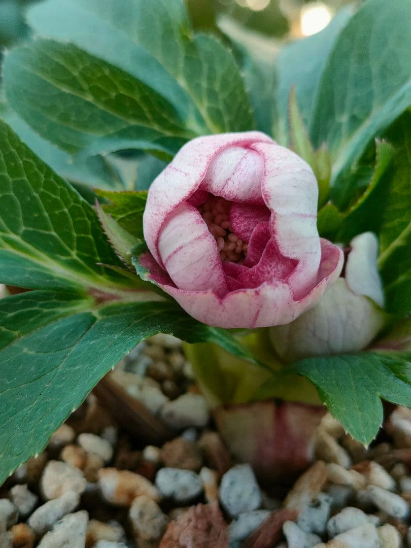 クリスマスローズ　苗