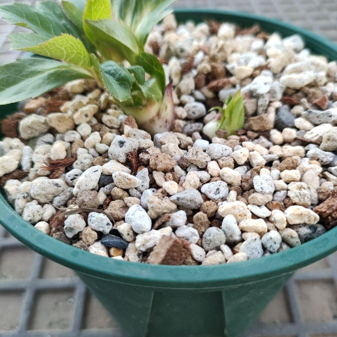 クリスマスローズ　苗