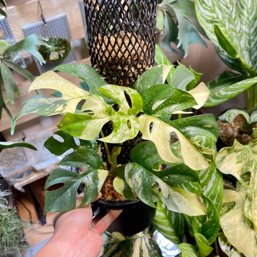 ラフィドフォラ テトラスペルマ ヒメモンステラ 斑入り not パラゴン