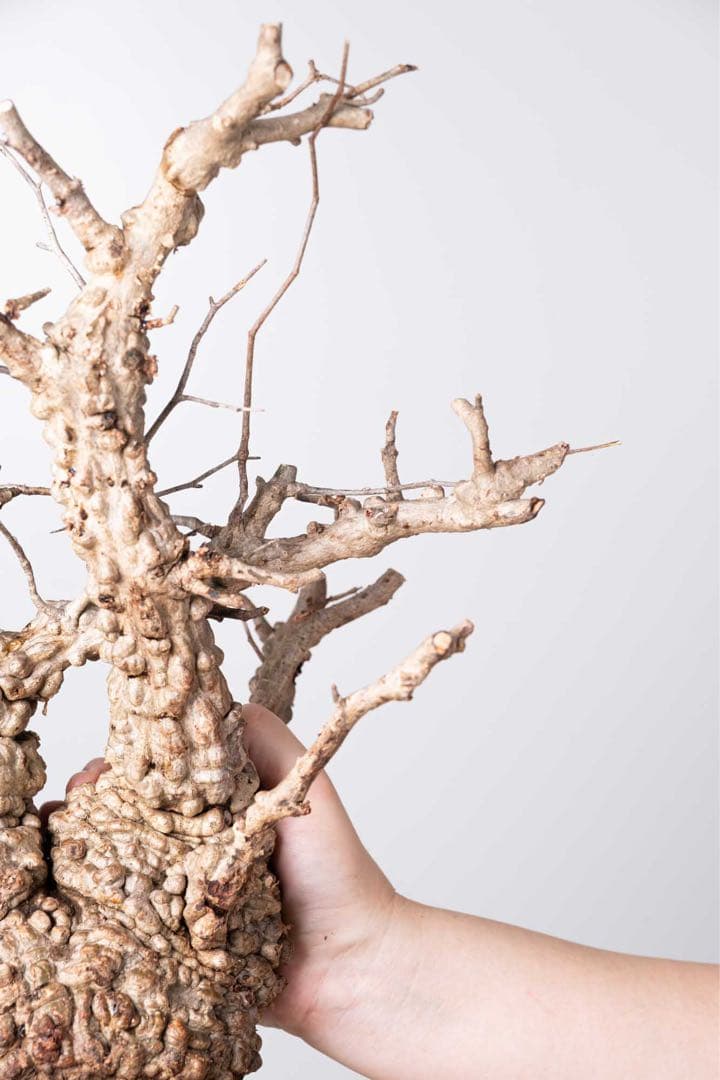 KP113 オペルクリカリア パキプス コーデックス ベアルート株　枝カット済み