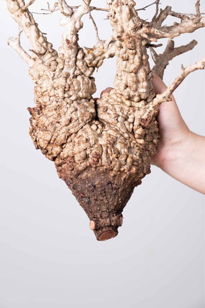 KP113 オペルクリカリア パキプス コーデックス ベアルート株　枝カット済み