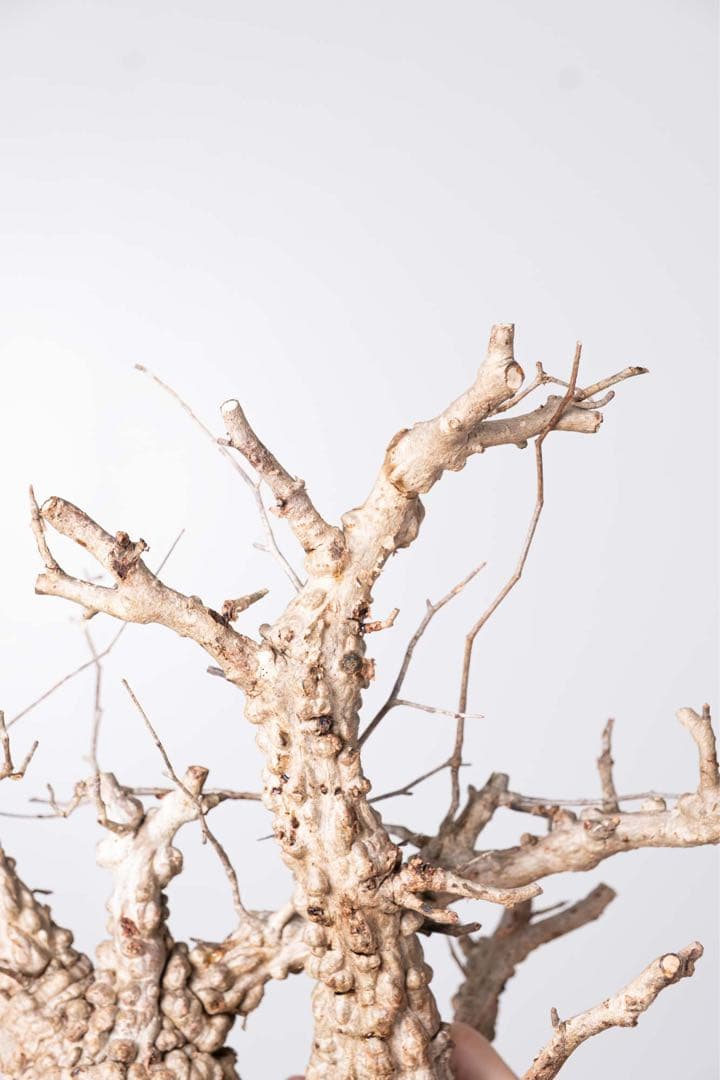 KP113 オペルクリカリア パキプス コーデックス ベアルート株　枝カット済み