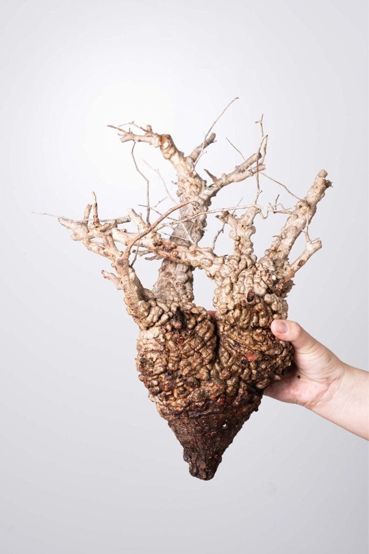 KP113 オペルクリカリア パキプス コーデックス ベアルート株　枝カット済み