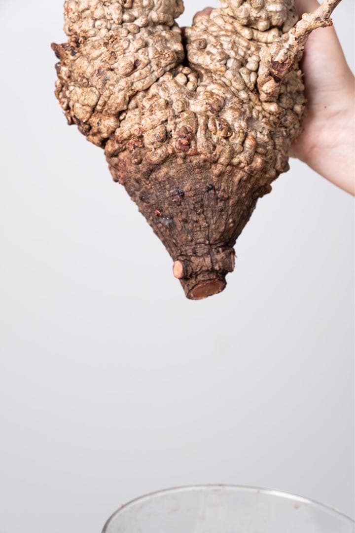 KP113 オペルクリカリア パキプス コーデックス ベアルート株　枝カット済み