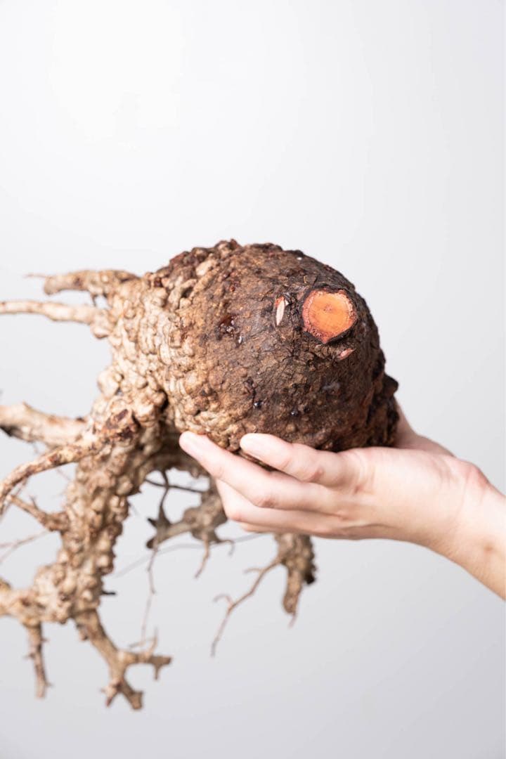 KP113 オペルクリカリア パキプス コーデックス ベアルート株　枝カット済み