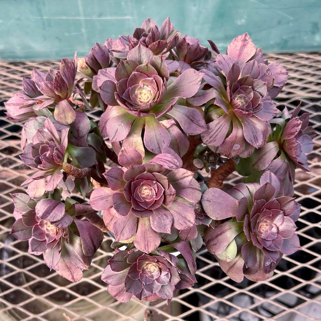 完美錦・極上株‼️アエオニウム ハロウィン　ラメ錦 糸錦　特大群生　抜き苗