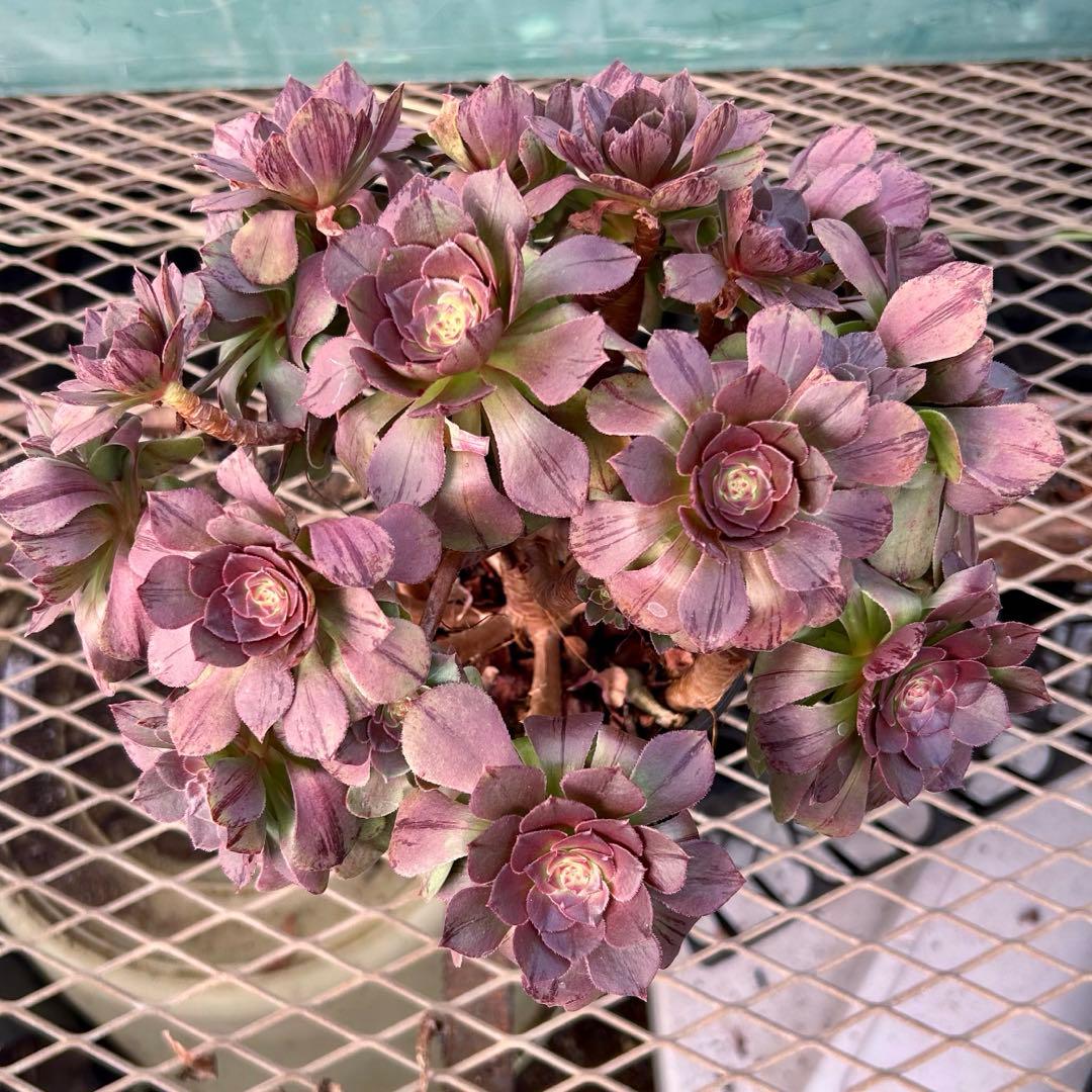 完美錦・極上株‼️アエオニウム ハロウィン　ラメ錦 糸錦　特大群生　抜き苗