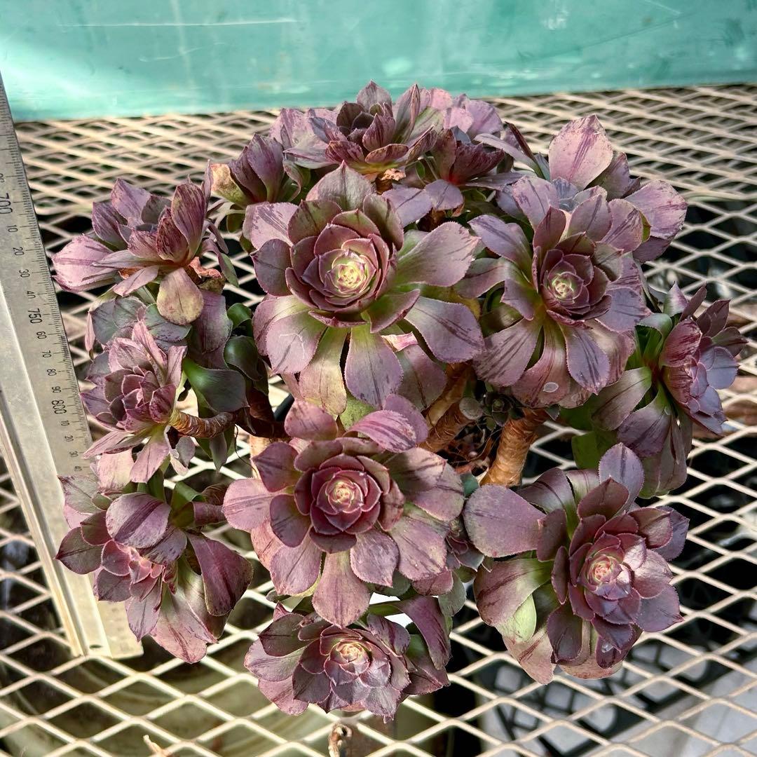 完美錦・極上株‼️アエオニウム ハロウィン　ラメ錦 糸錦　特大群生　抜き苗