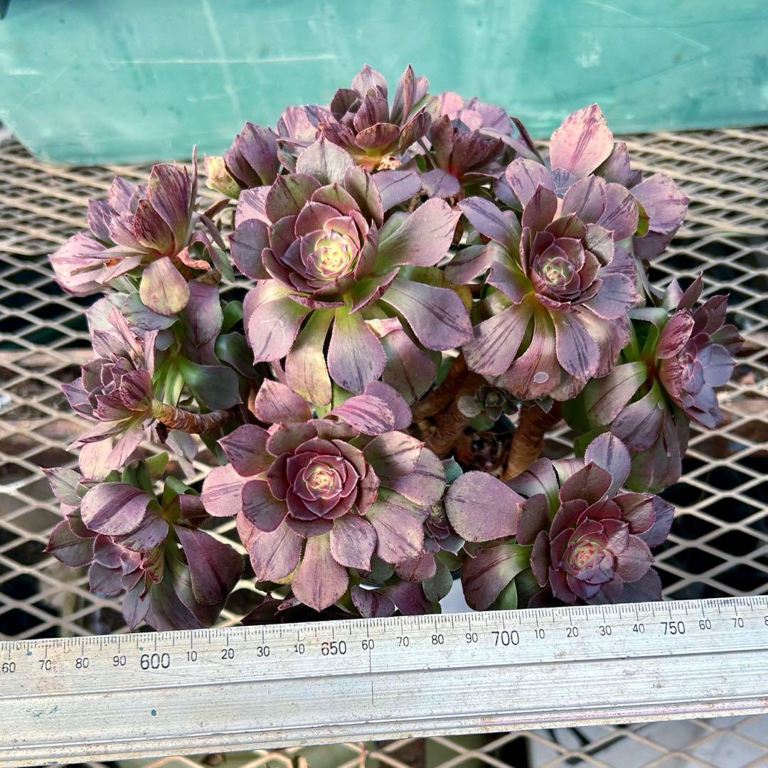 完美錦・極上株‼️アエオニウム ハロウィン　ラメ錦 糸錦　特大群生　抜き苗