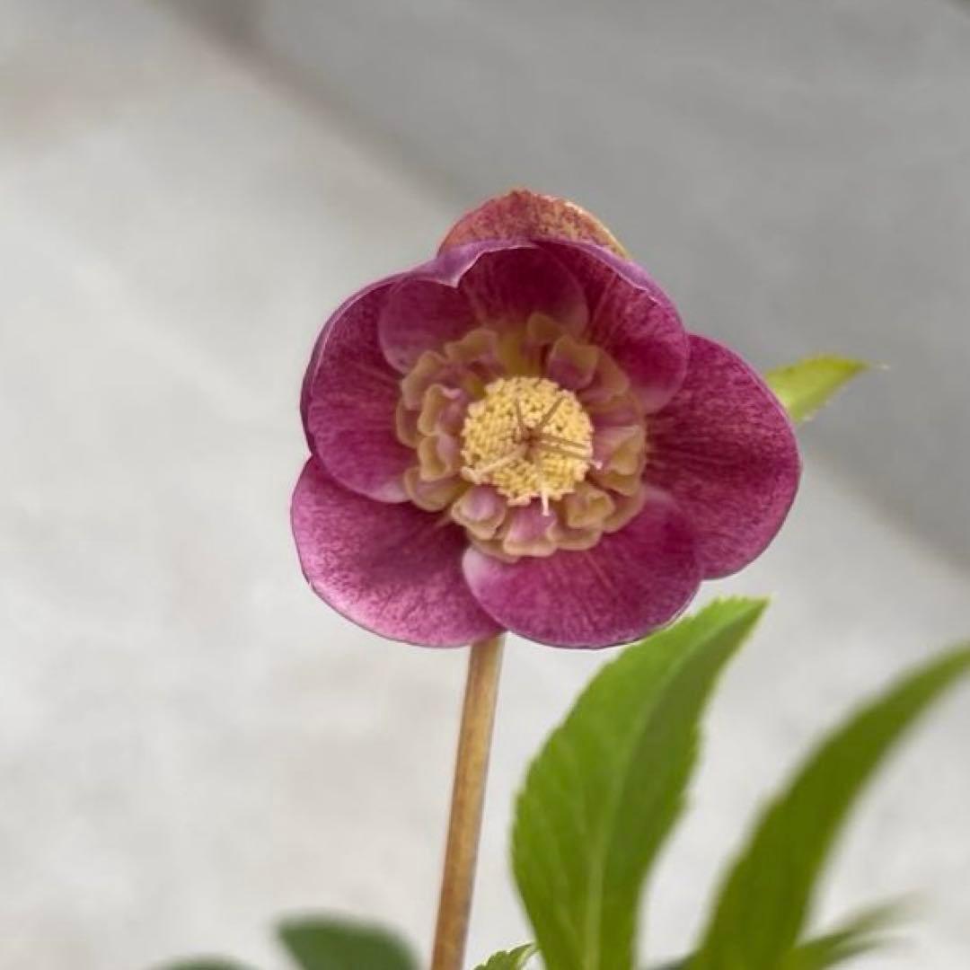 クリスマスローズ セミダブル 広瀬園芸 レッド系 - メルカリ