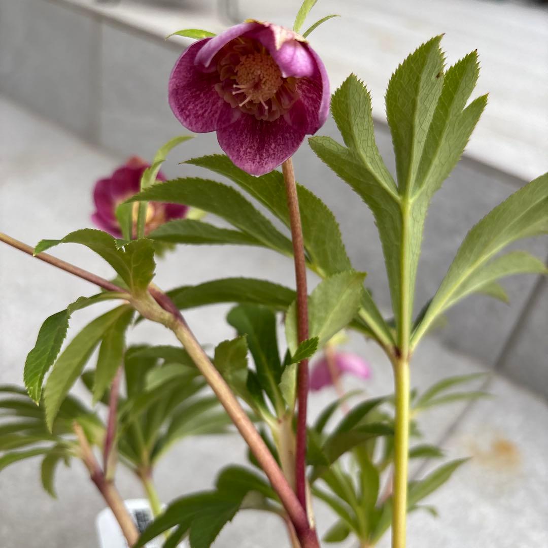 クリスマスローズ セミダブル 広瀬園芸 レッド系 - メルカリ