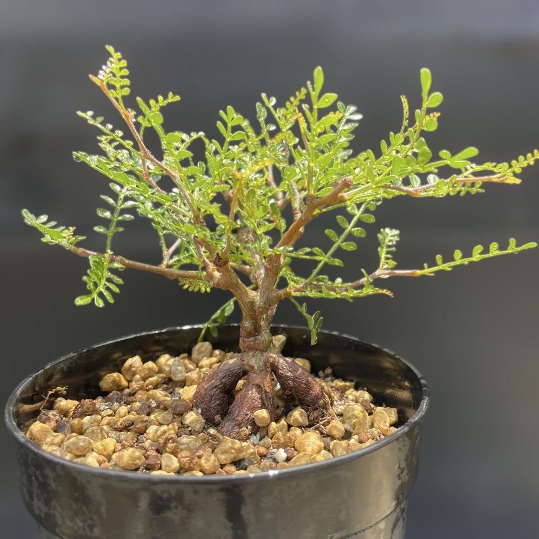 フェロカクタス鯱頭錦◇斑入りサボテン多肉ドライガーデン アガベ