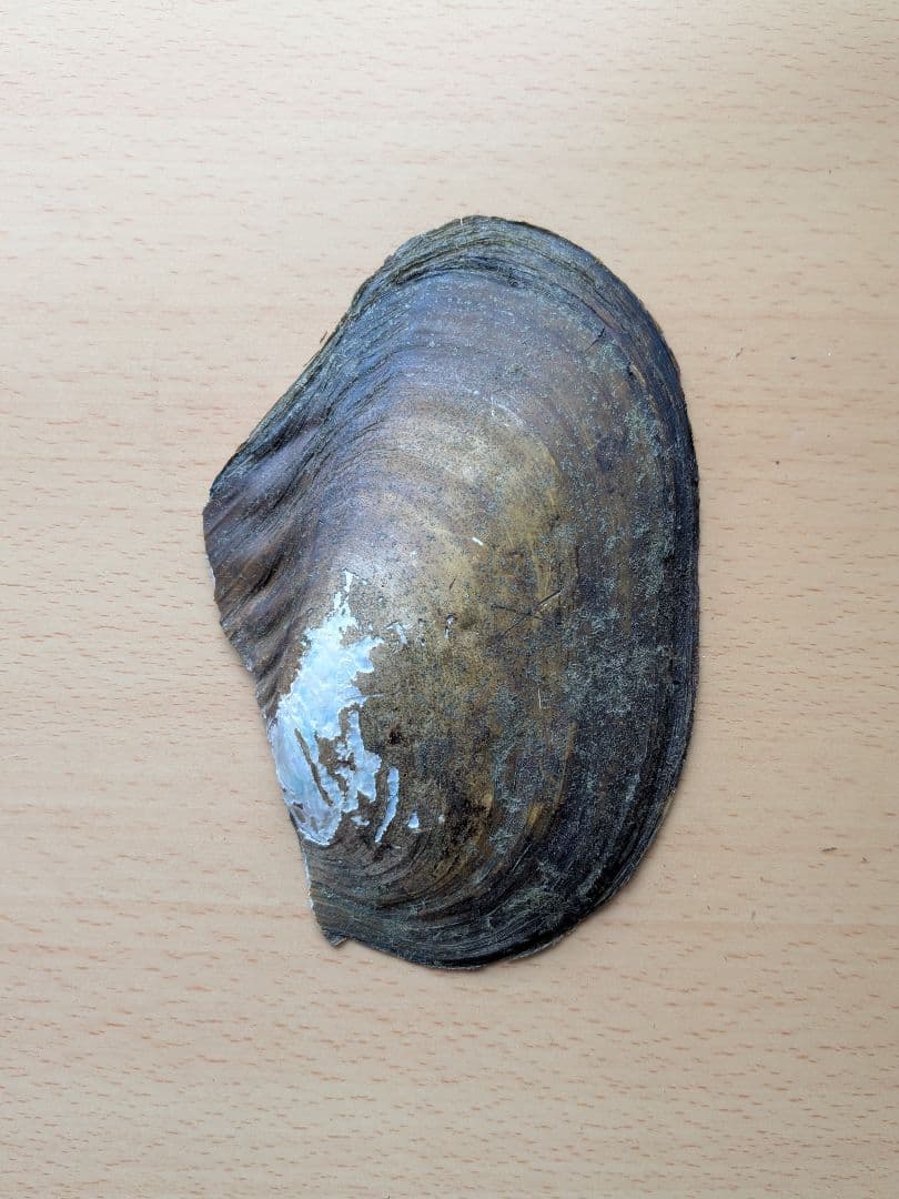 仏像真珠／淡水パール母貝 no.109